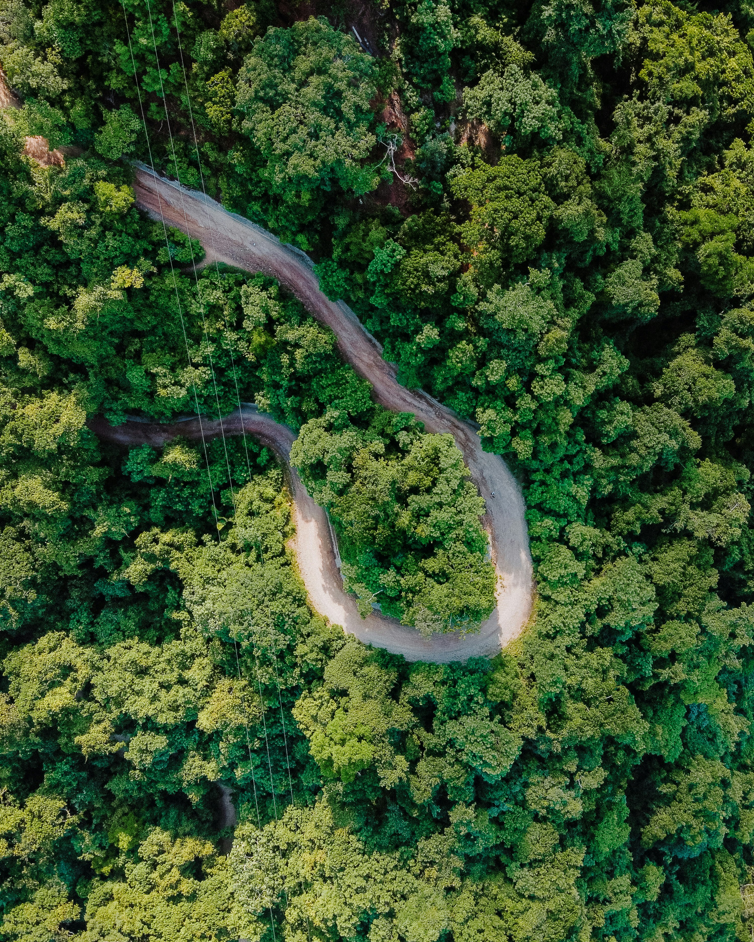 aerial view of green trees